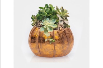Plant Nite: Copper Pumpkin Succulent Planter
